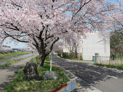 伏見川　桜