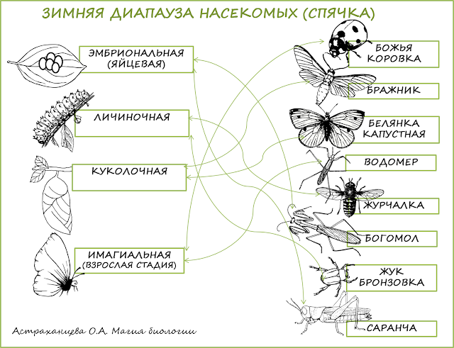 задание-о-спячке-насекомых-диапауза