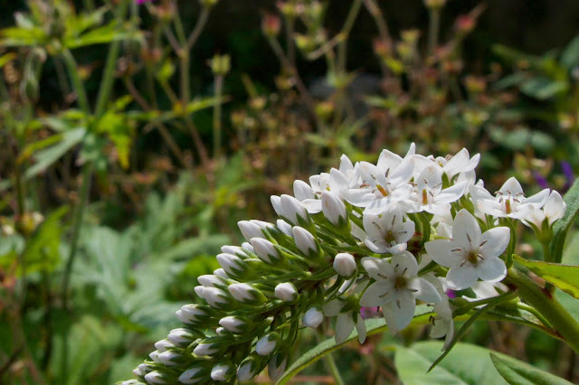 flowers in the garden