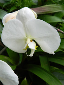 Etobicoke's Centennial Park Conservatory Phalaenopsis Moth Orchid white hybrid by garden muses-not another Toronto gardening blog