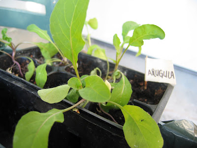 delicious looking arugula