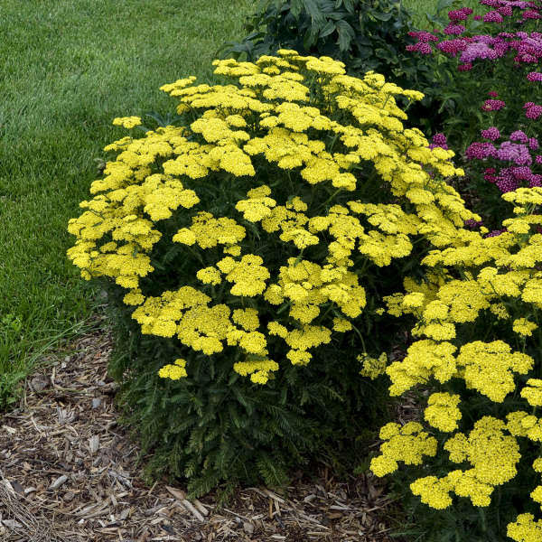 A list of over 20 of the newest and best perennials for 2020 that are must haves in the garden.