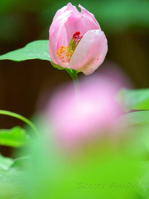 Paeonia obovata