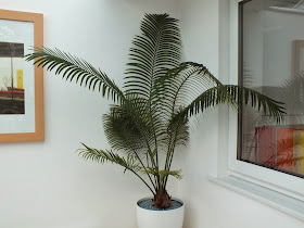 Cycas circinalis