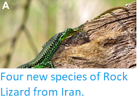 http://sciencythoughts.blogspot.co.uk/2014/07/four-new-species-of-rock-lizard-from.html