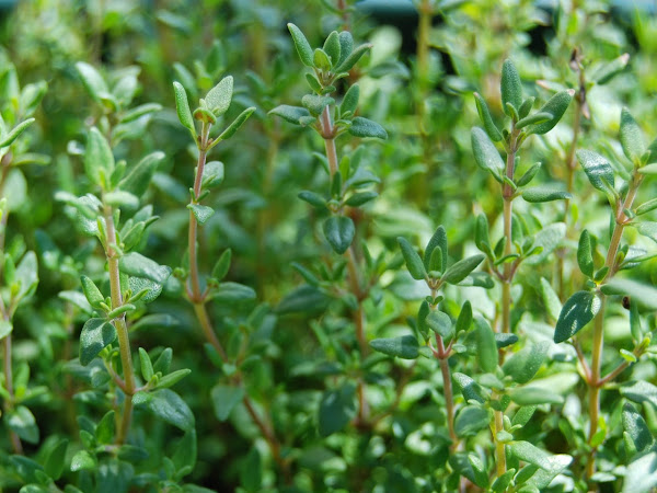 Herb of the week: Thyme