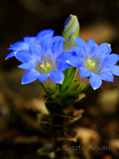 Gentiana zollingeri