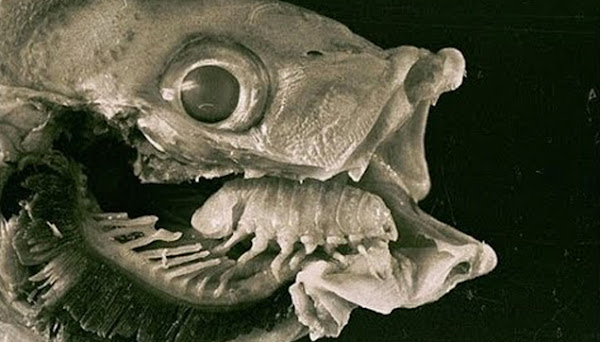 An infected fish's tongue was replaced by the tongue-eating louse.