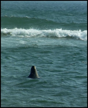 Seals, lighthouses, Cedar hike 023