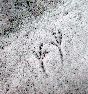 tiny bird tracks in white snow