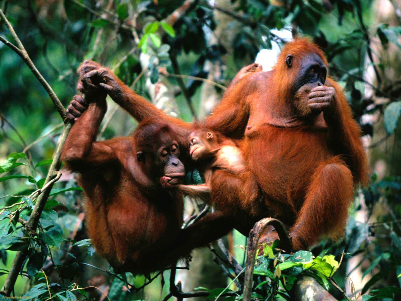  Orangutans  Pets Cute and Docile