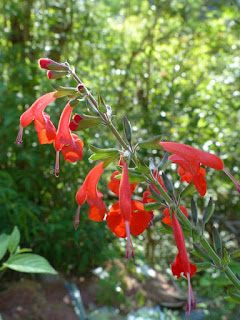 Salvia coccinea - Sauge écarlate