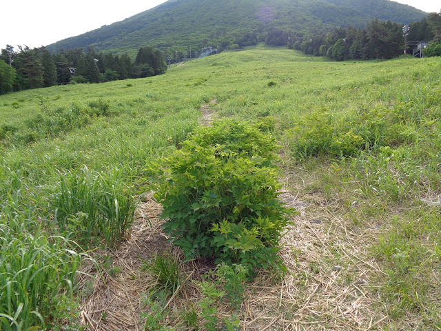 桝水原のスキー場を横手道まで登ります