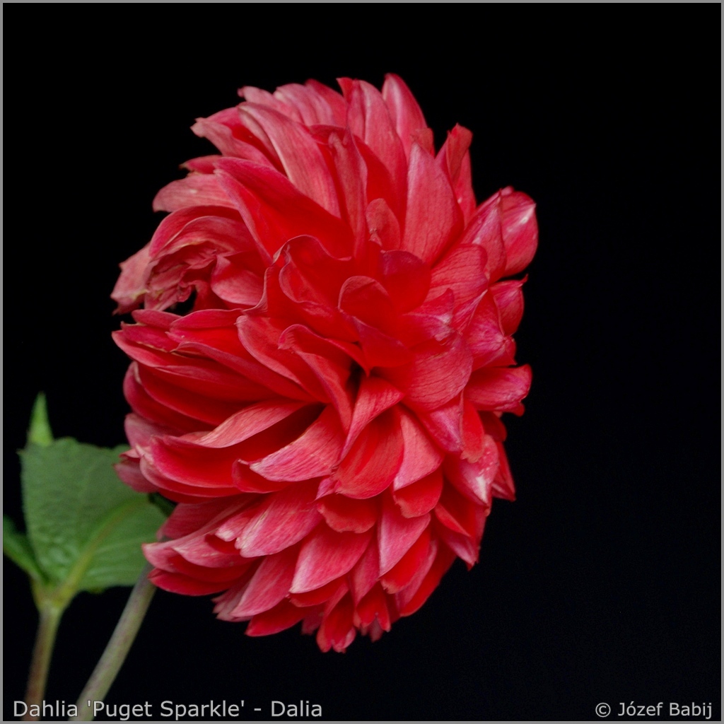 Dahlia 'Puget Sparkle' - Dalia 'Puget Sparkle' 