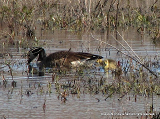 Canada Geese and Goslings