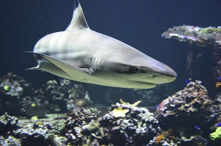 Fatwa Tarjih: Hukum Makan Ikan Hiu dan Anjing Laut  Pertanyaan: Assalamu 'alaikum Gus Fahru. Saya bekerja sebagai nelayan. Ketika mencari ikan pernah dapat ikan hiu (hiu anakan lah). Itu, ikan yang kalau sudah besar mengerikan. Taringya tajam. Saya pernah mendengar hewan laut halal, tapi juga pernah mendengar tidak boleh makan hewan buas bertaring. Sementara ikan hiu kan buas sekaligus bertaring. Tapi hidupnya di laut. Nah, sebenarnya hukumnya ikan hiu itu bagaimana? Boleh dimakan atau tidak? Sekaligus tentang hukum anjing laut. Halal atau haram? Terimakasih.  Jawaban: Wa 'alaikumussalam wa rohmatullah wa barokatuh. Alhamdulillah, wash-sholaatu was salamu 'ala habibina al-musthofaa muhammad, wa 'alaa aalihi wshohbihi wa man waalah, amma ba'd.  Saudaraku penanya. Dalam buku Soal Jawab Agama dari Tim Fatwa Tarjih Muhammadiyah sudah dijelaskan berkaitan dengan "HUKUM MEMAKAN IKAN HIU DAN ANJING LAUT"  Mendapat Pertanyaan: Bagaimanakah hukum memakan ikan hiu dan anjing laut? Tim fatwa Tarjih memberi Jawaban sebagai berikut ini:  Ikan hiu (Inggris: shark) dalam literatur bahasa Arab disebut al-qirsyu (القِرْشُ). Dalam Kamus al-Maurid, diterangkan bahwa:  اَلْقِرْشُ سَمَكٌ بَعْضُهُ كَبِيْرٌ يُخْشَى شَرُّهُ.  Artinya: “Shark (ikan hiu) adalah ikan liar yang sebagiannya berukuran besar yang ditakuti kebuasannya.” Ikan hiu hukumnya mubah, karena termasuk binatang laut yang hukumnya halal menurut keumuman dalil-dalil al-Qur`an dan as-Sunnah (M. Masykur Khoir, Risalatul Hayawan, hal. 62).  Dalil al-Qur`an antara lain firman Allah SWT:  Artinya: “Dihalalkan bagimu binatang buruan laut dan makanan (yang berasal) dari laut sebagai makanan yang lezat bagimu, dan bagi orang-orang yang dalam perjalanan; dan diharamkan atasmu (menangkap) binatang buruan darat, selama kamu dalam ihram. dan bertakwalah kepada Allah yang kepada-Nyalah kamu akan dikumpulkan.” [QS. al-Maidah (5): 96]  Imam al-Qurthubi dalam kitab tafsirnya mengatakan:  قَوْلُهُ تَعَالَى ”أحلّ لَكُمْ صَيْدُ البَحْرِ“ هَذَا حُكْمٌ بِتَحْلِيْلِ صَيْدِ البَحْرِ وَهُوَ كُلُّ مَا صُيِّدَ مِنْ حَيَاتِهِ.  Artinya: “Firman Allah ta'alaأحِلّ لَكُمْ صَيْدُ البَحْرِ  (dihalalkan bagimu binatang buruan laut) ini merupakan hukum penghalalan bagi binatang buruan laut, yaitu setiap binatang yang diburu dalam keadaan hidupnya ...” (Al-Jami' li Ahkam al-Qur`an, Imam al-Qurthubi, 6/318)  Dalil hadits, antara lain adalah sabda Nabi saw:  وَقَالَ مُسَدَّدٌ: حَدَّثَنَا يَحْيَى عَنْ يَحْيَى بْنِ سَعِيدٍ الأَنْصَارِيِّ، حَدَّثَنَا عَبْدُ الله بْنُ الْمُغِيرَةِ عَنْ رَجُلٍ مِنْ بَنِي مُدْلِجٍ، أَنَّ رَجُلاً مِنْهُمْ، قَالَ: يَا رَسُولَ الله، إِنَّا نَرْكَبُ أَرْمَاثًا فِي الْبَحْرِ، فَنَحْمِلُ مَعَنَا الْمَاءَ لِلشفه، فَإِنْ تَوَضَّأْنَا بِمَائِنَا عَطِشْنَا، وَإِنْ تَوَضَّأْنَا بِمَاءِ الْبَحْرِ، كَانَ فِي أَنْفُسِنَا مِنْهُ شَيْءٌ! فَقَالَ رَسُولُ الله صَلَّى الله عَلَيه وسَلَّم: هُوَ الطَّهُورُ مَاؤُهُ الْحِلُّ مَيْتَتُهُ.  Artinya: “Musaddad berkata: Yahya telah menceriterakan kepada kami dari Yahya bin Said al-Anshari, Abdullah bin Mughirah telah menceriterakan kepada kami dari seseorang yang berasal dari Bani Mudlij, bahwa seorang diantara mereka bertanya: Wahai Rasulullah, sungguh kami mengendarai kapal di laut, lalu kami membawa air untuk kami minum (agar tidak haus), Jika kami menggunakan air tersebut untuk wudhu, maka kami mengalami kehausan. Dan jika kami menggunakan air laut (untuk berwudhu), maka kami merasakan sesuatu (yang membuat ragu)! Lalu Nabi saw bersabda: "Dia [laut] itu suci airnya dan halal bangkainya." [HR. Malik, Ashhabus-Sunan, disahihkan oleh Ibnu Khuzaimah, Ibnu Hibban, dan lain-lain, lihat Ibnu Hajar al-Asqalani, Fathul Bari, 9/169; Shahih Ibnu Hibban, no. 1423; al-Mustadrak 'ala Ash-Shahihain, no. 491]  Dalam kitab Aunul-Ma'bud dijelaskan, hadits di atas menunjukkan beberapa hukum, di antaranya:  أنّ جَمِيْعَ حَيَوَانَاتِ الْبَحْرِ أي مَا لا يَعِيشُ إلا بِالْبَحْرِ حَلالٌ  Artinya: "Semua hewan-hewan laut, yaitu hewan yang tidak dapat hidup kecuali di laut, adalah halal." (Muhammad Syamsul-Haq al-Azhim Abadiy Abu ath-Thayyib, Aunul-Ma'bud, Juz 1/107)  Jadi, semua hewan laut adalah halal berdasarkan keumuman dalil-dalil al-Quran dan as-Sunnah, termasuk juga dalam hal ini adalah ikan hiu.  Memang ada sebagian ulama Syafi'iyah yang mengharamkan ikan hiu, karena ikan hiu dianggap binatang buas yang menyerang dengan taringnya (ya'duw bi-naabihi). (Abul 'Ala` al-Mubarakfuri, Tuhfatul-Ahwadzi, 1/189; Ibnu Hajar al-Asqalani, Fathul Bari, 9/169; Ibrahim bin Muhammad, Manarus-Sabiil, 2/368). Pendapat ini nampaknya didasarkan pada hadits yang mengharamkan memakan setiap binatang yang bertaring:  وَحَدَّثَنِى هَارُونُ بْنُ سَعِيدٍ الأَيْلِىُّ حَدَّثَنَا ابْنُ وَهْبٍ أَخْبَرَنَا عَمْرٌو - يَعْنِى ابْنَ الْحَارِثِ - أَنَّ ابْنَ شِهَابٍ حَدَّثَهُ عَنْ أَبِى إِدْرِيسَ الْخَوْلاَنِىِّ عَنْ أَبِى ثَعْلَبَةَ الْخُشَنِىِّ أَنَّ رَسُولَ اللهِ -صلى الله عليه وسلم- نَهَى عَنْ أَكْلِ كُلِّ ذِى نَابٍ مِنَ السِّبَاعِ  Artinya: “Telah menceriterakan kepada kami Harun bin Said Al-Aili, telah menceriterakan kepada kami Ibnu Wahab, telah memberitakan kepada kami Amr—yaitu Ibnu Harits—bahwa Ibnu Syihab telah berkata kepadanya dari Abu Idris al-Khaulani dari Abu Tsalabah al-Khusyani bahwa, Nabi saw telah melarang memakan setiap binatang buas yang bertaring.” [Shahih Muslim, Bab Haramnya Memakan Binatang Buas yang Bertaring, Juz 6, hal. 60]  Namun, al-Muhib ath-Thabari memfatwakan bahwa ikan hiu adalah halal, mengikuti fatwa Ibnul-Atsir dalam kitabnya an-Nihayah. Menurut Syaikh al-Khathib asy-Syarbini pengarang kitab Mughni al-Muhtaj pendapat yang menghalalkan ini adalah zhahir (jelas). (asy-Syarbini, Mughni al-Muhtaj, 4/298). Pengarang kitab Manarus-Sabiil mengatakan, pendapat yang lebih masyhur, ikan hiu itu mubah. (Ibrahim bin Muhammad; Manarus-Sabiil, 2/368).  Yang lebih rajih menurut kami, adalah pendapat yang menyatakan bahwa ikan hiu itu mubah, berdasarkan keumuman dalil-dalil al-Kitab dan as-Sunnah yang telah disebutkan di atas. Adapun dalil hadits dari Abu Tsala'bah al-Khusyani di atas yang digunakan oleh ulama yang mengharamkan ikan hiu, tidak dapat diterima, karena hadits tersebut hanya berlaku untuk binatang bertaring dari hewan-hewan darat (hayawan al-barr), tidak mencakup binatang bertaring dari hewan-hewan laut (hayawan al-bahr). Hal ini dikarenakan telah ada dalil-dalil yang menghalalkan binatang laut secara umum.  Jadi, dengan mengamalkan dalil-dalil umum yang menghalalkan binatang laut, menghasilkan hukum halalnya ikan hiu. Sedangkan hadits dari Abu Tsa'labah al-Khusyani di atas juga tetap diamalkan, meskipun dengan membatasi keberlakuannya hanya untuk binatang darat yang bertaring, tidak mencakup binatang laut yang bertaring. Dengan demikian, semua dalil diamalkan.  Adapun pendapat yang mengharamkan ikan hiu, berarti mengamalkan hadits Abu Tsa'labah al-Khusyani di atas secara umum, hingga mencakup pengharaman ikan hiu. Di sini terjadi pengabaian (al-ihmaal) terhadap dalil-dalil yang menghalalkan semua binatang laut. Dengan demikian, tidak semua dalil diamalkan, tapi hanya satu sisi, yaitu dalil yang mengharamkan binatang buas bertaring secara umum. Sementara sisi lainnya, yaitu dalil yang membolehkan semua binatang laut, tidak diamalkan.  Berdasarkan hal itu, Majelis Tarjih dan Tajdid berpendapat bahwa pendapat yang menghalalkan ikan hiu adalah lebih kuat (rajih), karena berarti telah mengamalkan semua dalil yang ada, sebagaimana dijelaskan di atas. Mengenai anjing laut, perlu diketahui lebih dahulu bahwa ada dua pendapat yang saling berlawanan tentang apakah mamalia ini termasuk binatang darat (hayawanul-barr) ataukah binatang laut (hayawanul-bahr). Yusuf al-Qaradawi dalam Halal Haram dalam Islam mengkategorikan anjing laut sebagai binatang laut. Sementara dalam rubrik Konsultasi Agama: Hukum Binatang yang Hidup di Dua Alam di situs Voice of Islam (http://www.voa-islam.net/), anjing laut digolongkan ke dalam kategori lebih dominan sebagai binatang darat. Sekalipun demikian, jumhur ulama bersepakat tentang bolehnya memakan daging anjing laut. Hal ini disebabkan tidak adanya dalil nash yang menjelaskan mengenai keharamannya, dan oleh karena itu berlaku hukum asalnya yaitu boleh.  Pengikut Hambali termasuk yang memasukkan anjing laut ke dalam kategori binatang laut. Namun mereka berpendapat, karena anjing laut merupakan hewan yang berbeda dengan hewan laut pada umumnya, sebab anjing laut memiliki darah yang mengalir dan sering hidup di darat, maka mereka mensyaratkan agar ia disembelih lebih dahulu. (Lihat al-Mughni, Jilid 11, hal: 83). Oleh karena itu, ia tidak halal dimakan apabila mati tanpa disembelih terlebih dahulu, berbeda dengan beberapa jenis ikan, ikan paus dan semacamnya dari spesies hewan laut yang tidak hidup kecuali di air. Apalagi bagi yang berpendapat bahwa anjing laut termasuk binatang darat (meskipun mempunyai kemampuan bertahan sangat lama di dalam air dan berenang dengan sangat baik), maka syarat harus disembelih adalah mutlak sebagaimana binatang darat sembelihan yang lain. Jumhur ulama cenderung tidak mensyaratkan anjing laut harus disembelih terlebih dahulu, sebab hal ini termasuk perkara yang umum dengan berdasarkan hadis Nabi Muhammad saw yang diriwayatkan oleh Yahya bin Said al-Anshari, sebagaimana yang telah dicantumkan sebelumnya. (Lihat Syarah Bulughul-Maram asy-Syaikh Athiyyah Muhammad Salim, Juz 2, hal: 5).  Namun berbeda dengan jumhur ulama, berdasarkan keterangan-keterangan di atas, kami menyimpulkan bahwa anjing laut halal dimakan, tetapi dengan syarat harus disembelih terlebih dahulu.  Wallahu alam bish-shawab. *putm)