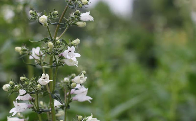 Foxglove Beardtongue Flowers Pictures