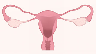 What is uterus fallopian tube