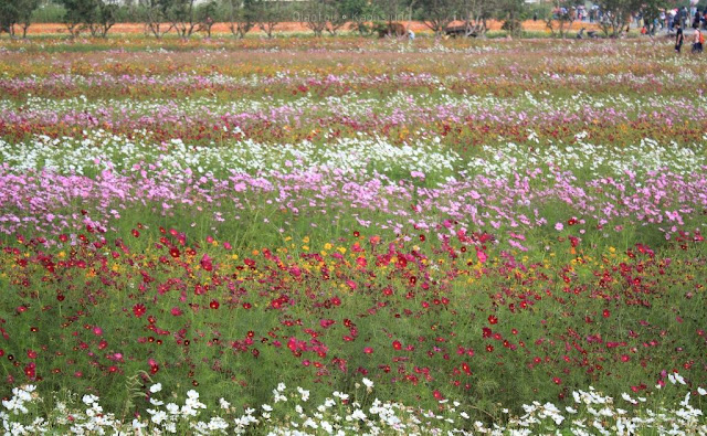 2015花漾橋頭花田囍事-19