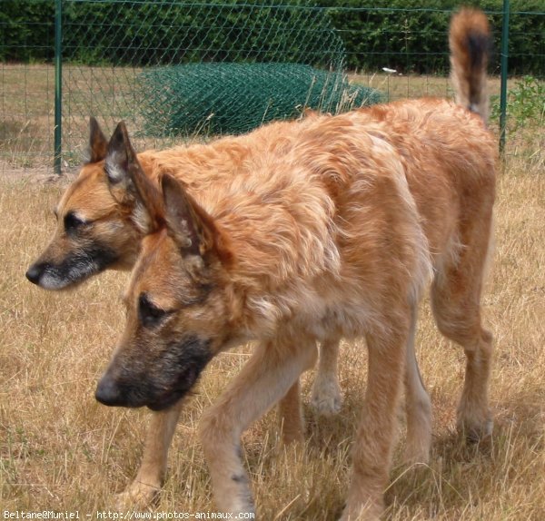 Chien Qui Ne Perd Pas Ses Poils