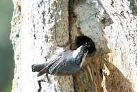 White-breasted nuthatch feeds chicks HarmonyOnPlanetEarth