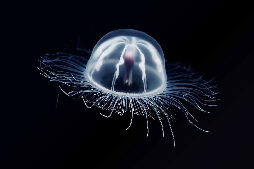 Investigadores descubren por qué algunas medusas son importantes