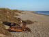 Curious item washed up by the surge