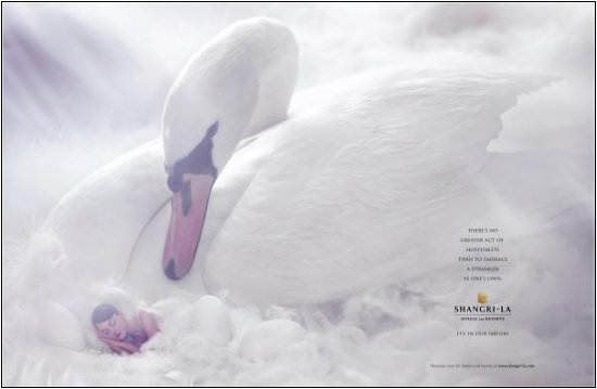 White swan