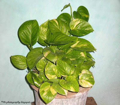 Money plant