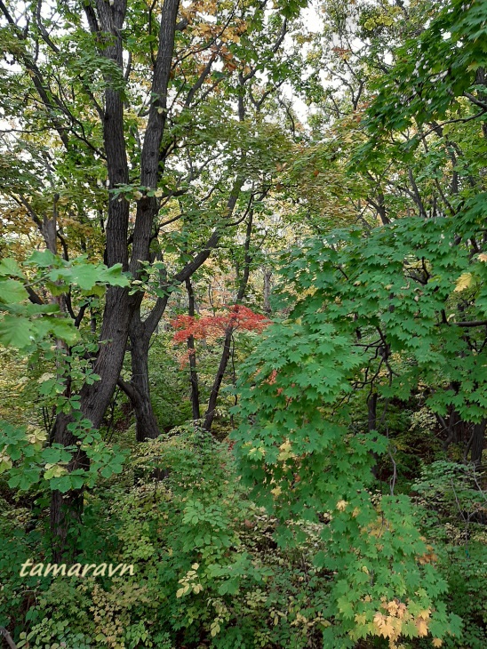 Клён ложнозибольдов (Acer pseudosieboldianum)