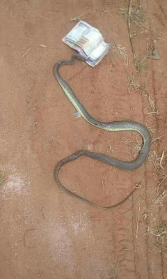  Another Snake Caught While Trying To Swallow Money In Nigeria  