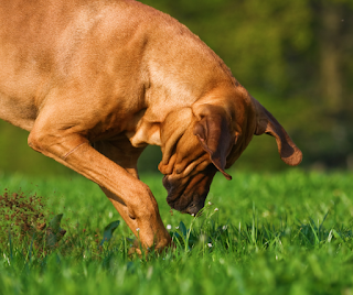 Ridgeback dog digging in grass