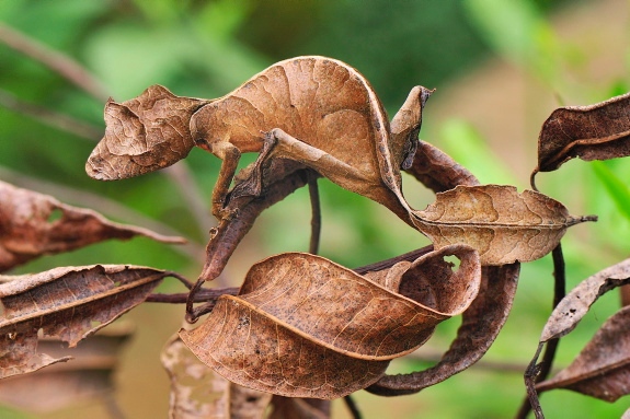 Leaf-Tailed Geckos