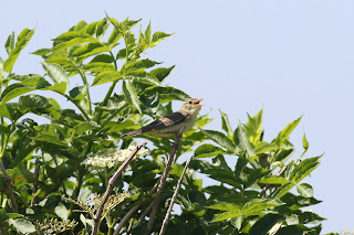 Icterine Warbler