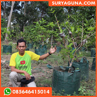  planter bag dari suryaguna 085646415014