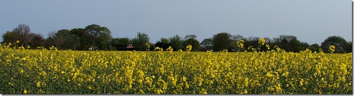 20110424 Rape field banner 01