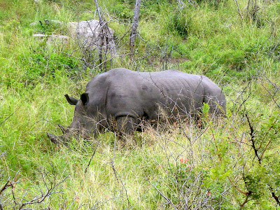 South Africa, KwaZulu-Natal, rhino, rhino poaching