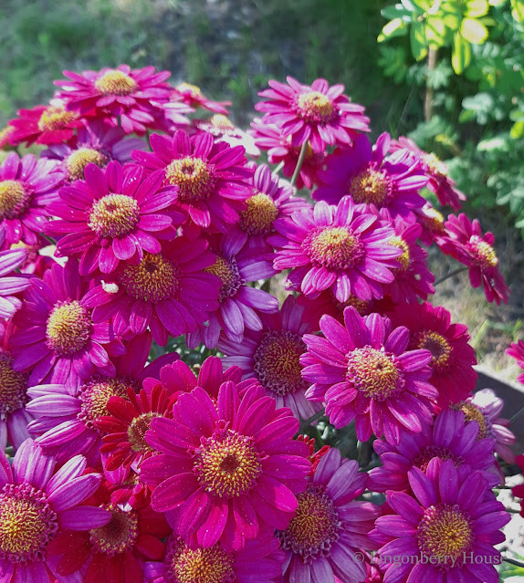 lingonberryhouse, kesä, kukkia, summer, flowers, puutarha, garden