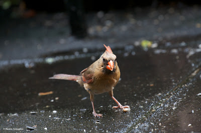 Words In Our Beak’s goal is to open readers to a simple understanding of the winged world and their environment. Set in a rooftop urban garden in New York City, my story is told in the voice of Cam, a female cardinal, who visits it. Words In Our Beak is directed to children and adults who are curious about birds, and want to learn about them from a unique perspective. The book includes hundreds of images of flora and fauna, links to movies, as well as to informative narratives that have been created by the author.  Now in Apple’s iBooks store @ https://itunes.apple.com/us/book/words-in-our-beak/id1010889086?mt=11