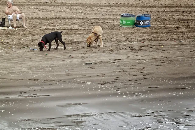 Dos perros en la playa.