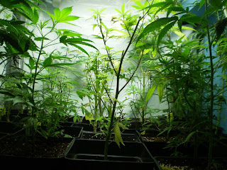 cultivo cannabis, etapa vegetativa, marihuana interior, cannabis indoor, cannabis