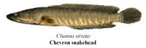 chevron snakehead