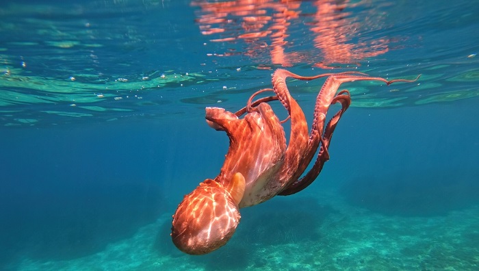 8 Wonderful Things You Did Not Know About an Octopus