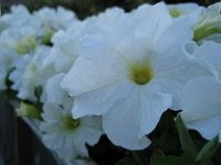 Petunias in Alaska