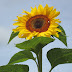 Super Sunflower.
