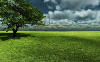 Grass Wallpapers Widescreen