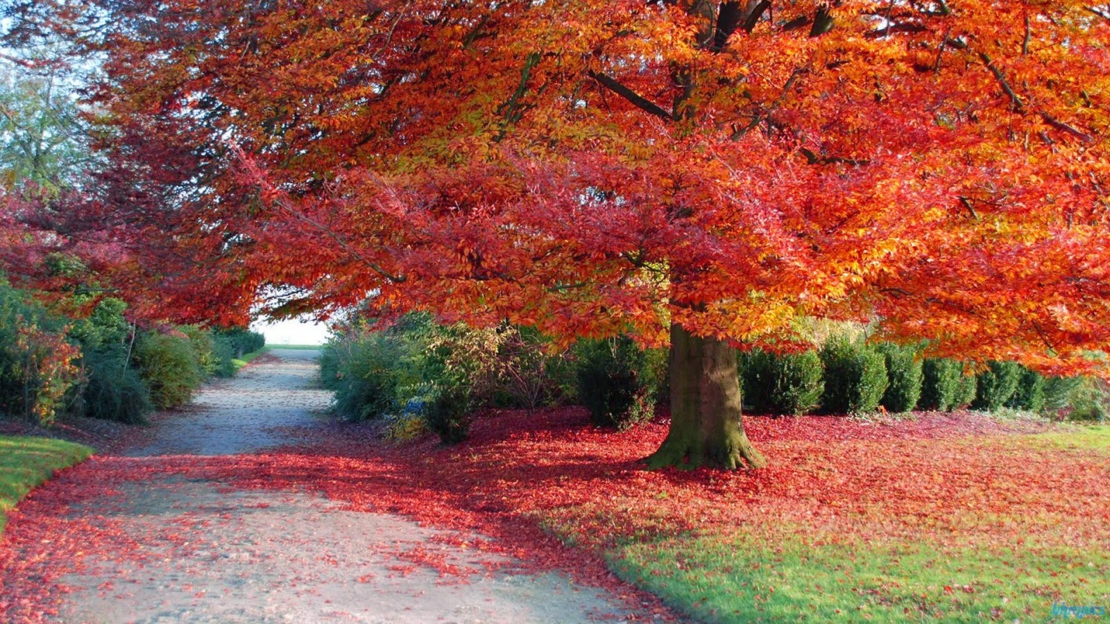 Autumn Season  in Pakistan The Falling Season  Autumn 