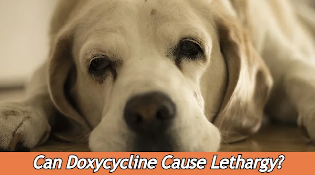 can-doxycycline-cause-lethargy-in-dogs