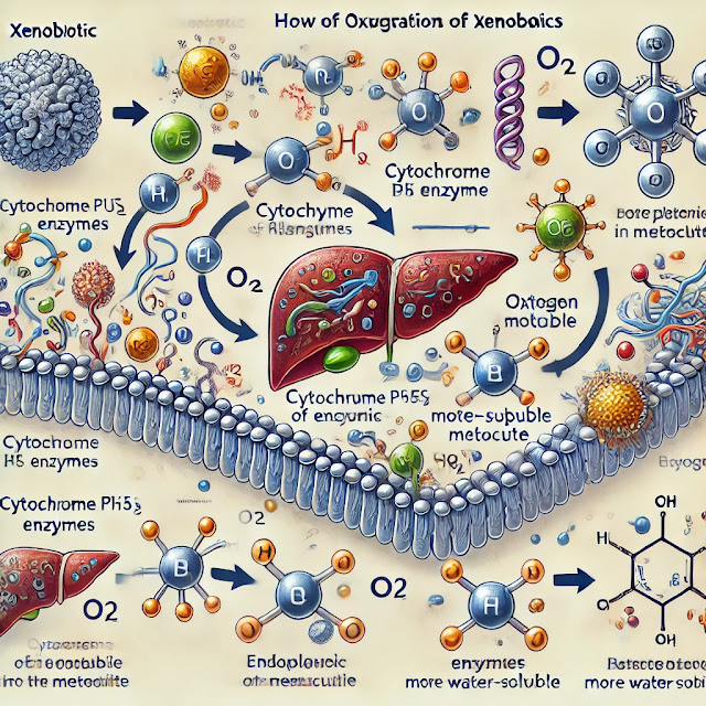 Cytochrome P450 Enzymes