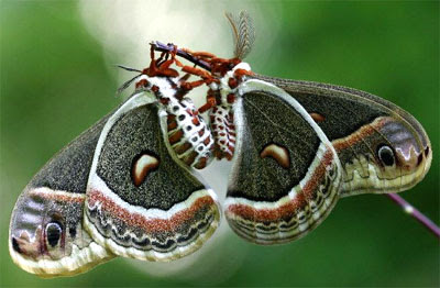 Ngengat Cecropia, Serangga Malam yang Tidak Pernah Makan